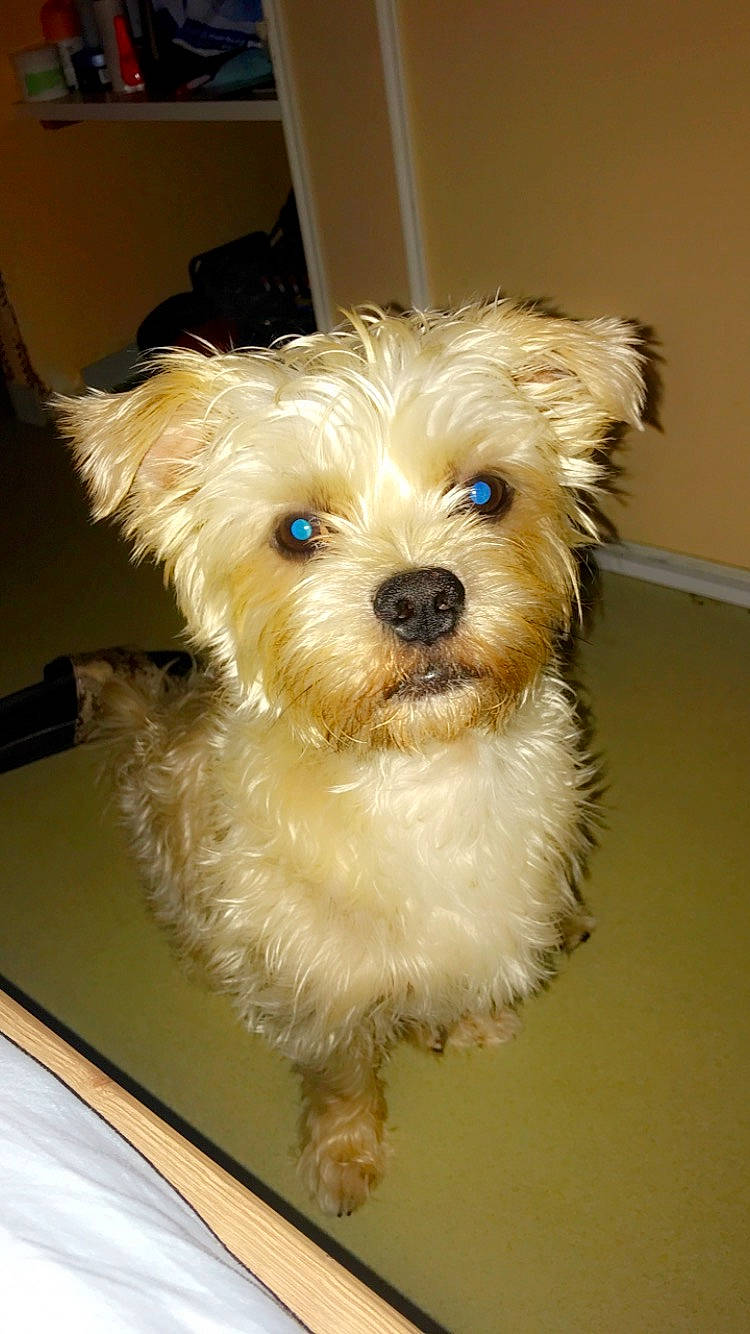 Gismo participe au concours pour gagner de l'argent avec cette photo : canidae, carnivore, companion_dog, dog, dog_breed, havanese, maltepoo, maltese, mammal, morkie, puppy, schnoodle, shih_tzu, small_terrier, snout, terrier, toy_dog, vertebrate, west_highland_white_terrier, yorkshire_terrier