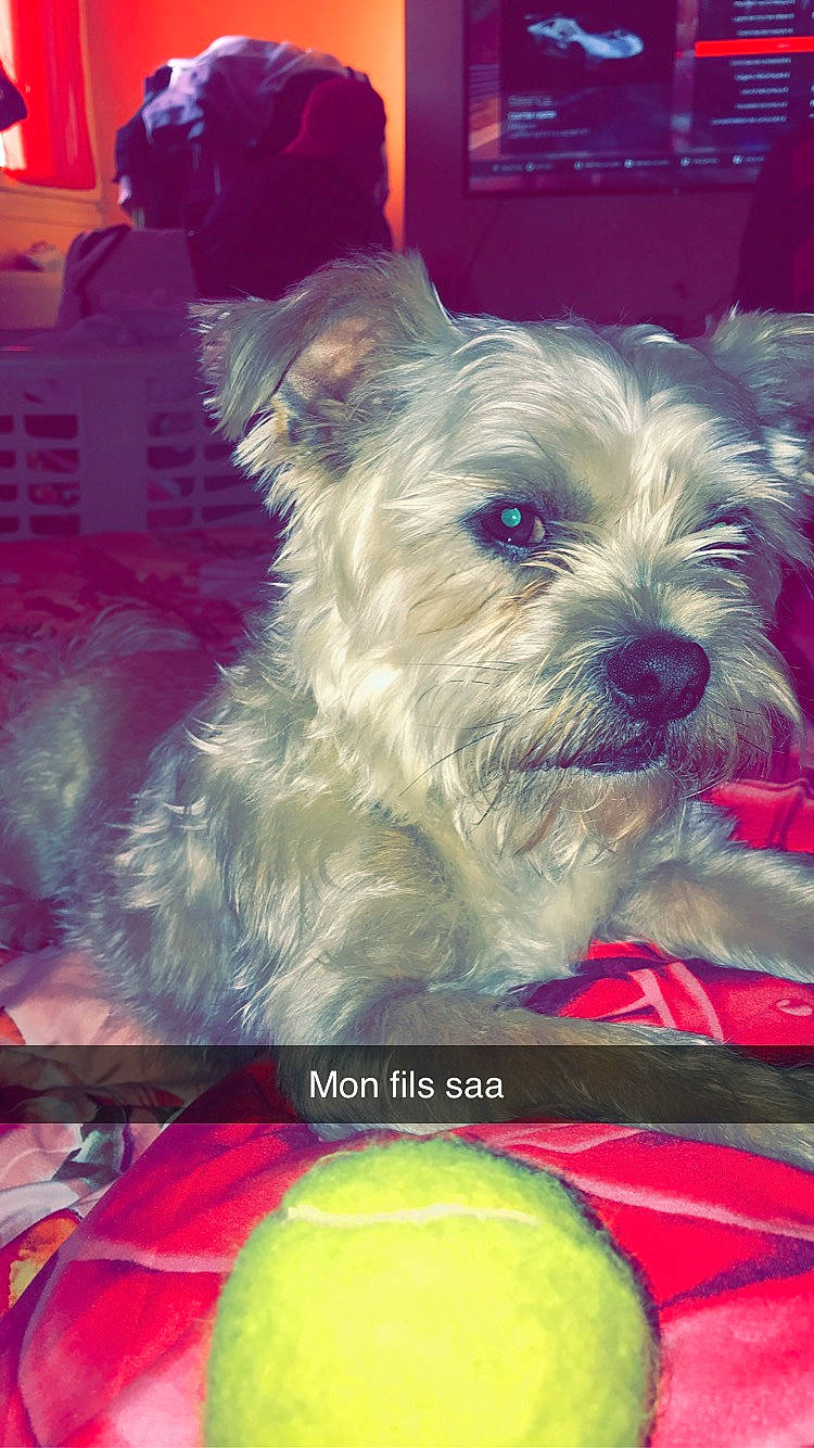 Gismo participe au concours pour gagner de l'argent avec cette photo : canidae, carnivore, companion_dog, dog, dog_breed, mammal, miniature_schnauzer, morkie, puppy, rare_breed_dog, schnauzer, small_terrier, sporting_lucas_terrier, terrier, toy_dog, west_highland_white_terrier, yorkshire_terrier