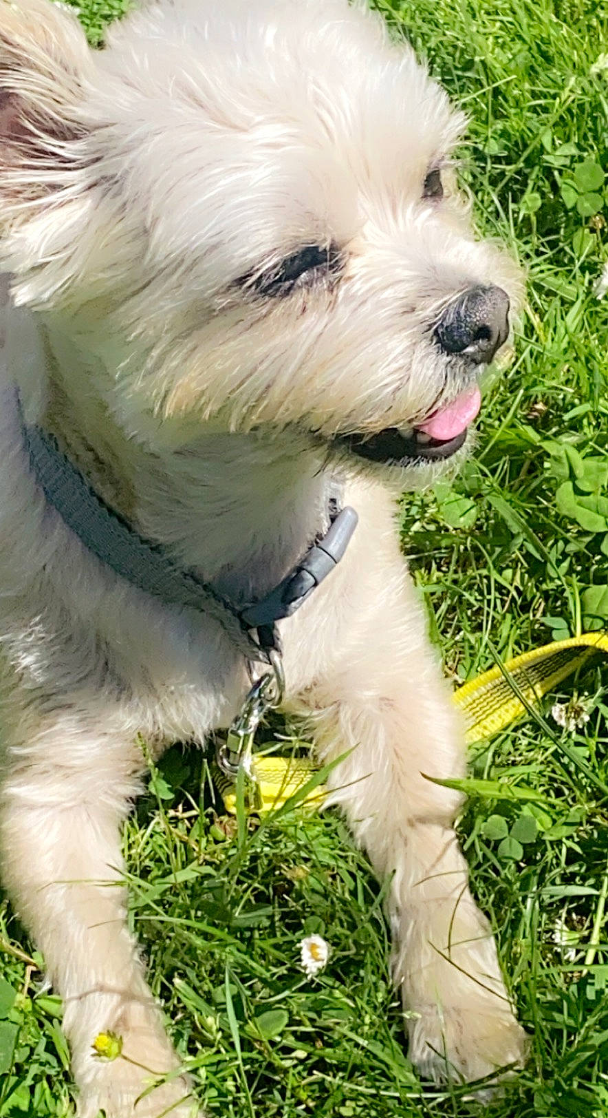 Gismo a rejoint le concours — aidez-le/la à gagner de superbes lots ! canidae, carnivore, collar, companion_dog, dog, dog_breed, dog_collar, dog_supply, fur, grass, maltepoo, non_sporting_group, plant, puppy, small_terrier, snout, sporting_group, terrier, toy_dog, working_animal