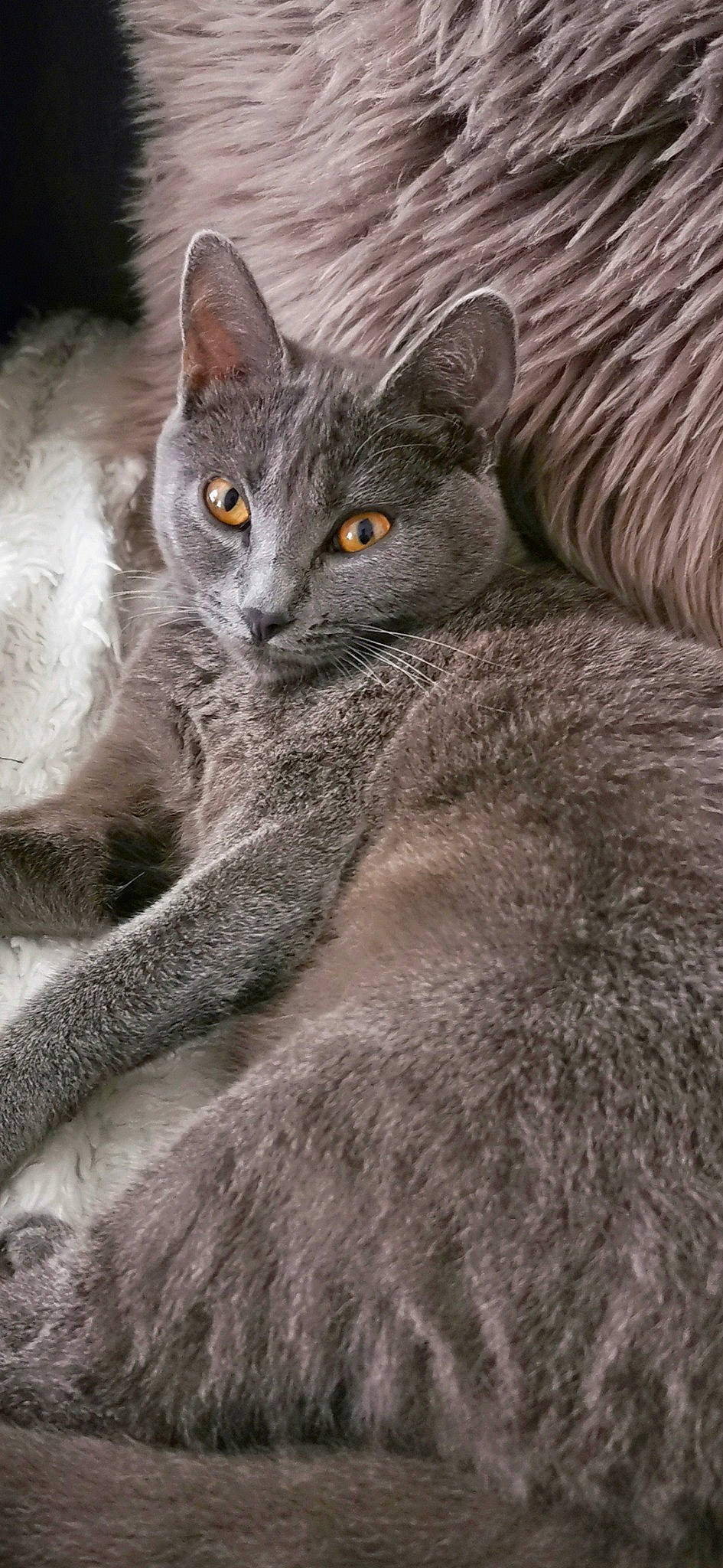Plume participe au concours pour gagner de l'argent avec cette photo : asian, british_shorthair, carnivore, cat, chartreux, domestic_short_haired_cat, european_shorthair, felidae, fur, kitten, korat, mammal, nebelung, russian_blue, small_to_medium_sized_cats, snout, vertebrate, whiskers