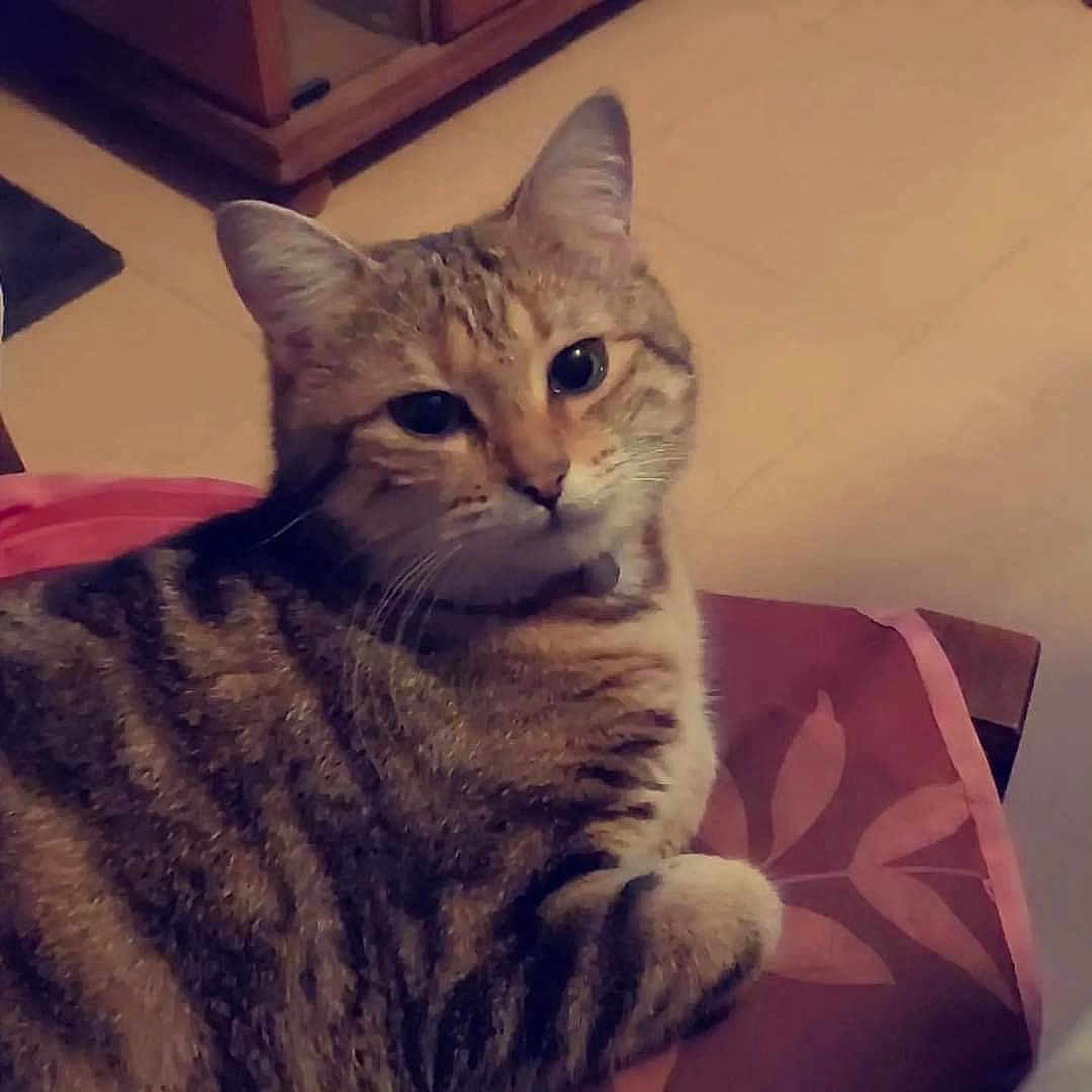 Mimine