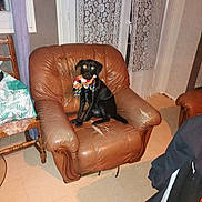 Stella participe au concours pour gagner de l'argent avec cette photo : animal, architecture, armchair, building, canine, chair, clothing, coat, couch, dog, furniture, indoors, livingroom, person, pet, puppy, recliner, room, sitting