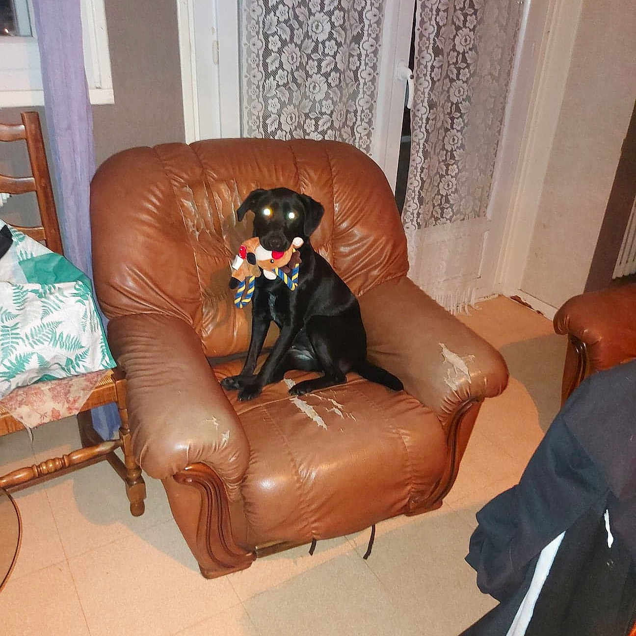 Stella