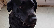 Stella participe au concours pour gagner de l'argent avec cette photo : animal, canine, dog, door, greatdane, hound, labradorretriever, mat, pet, pointer, puppy, slidingdoor, window