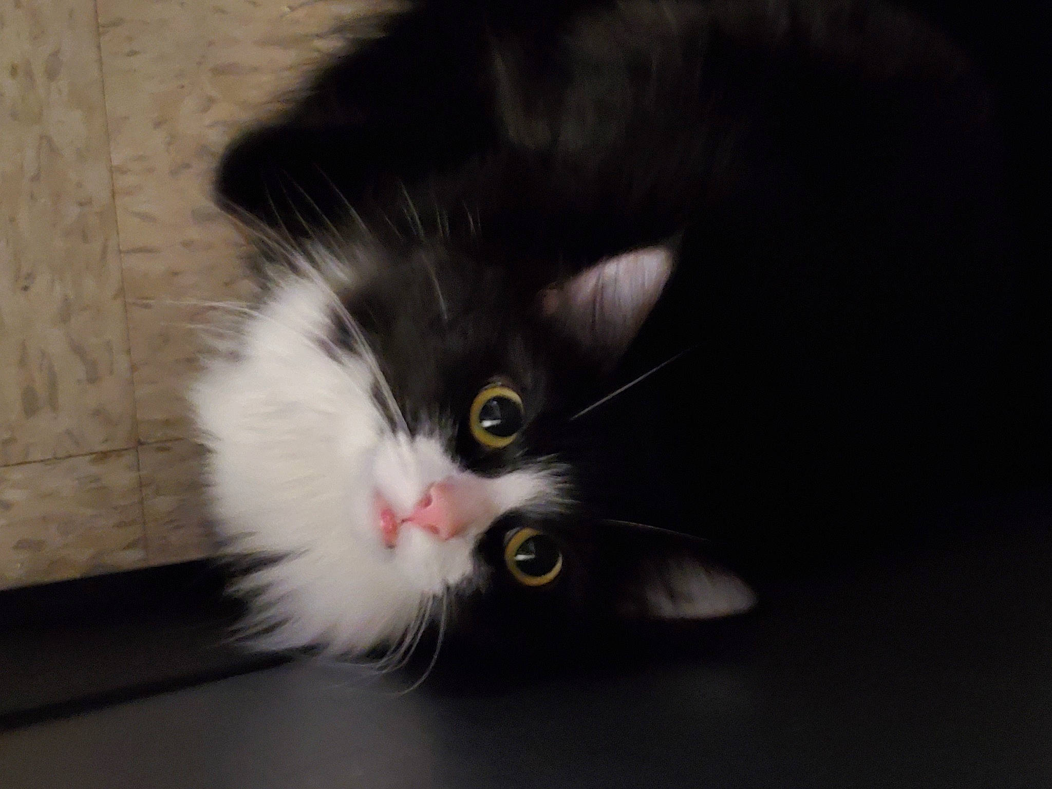 Sylvester