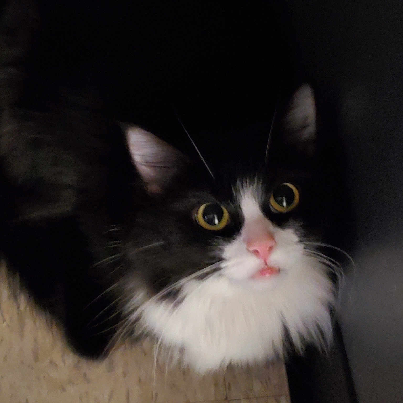 Sylvester