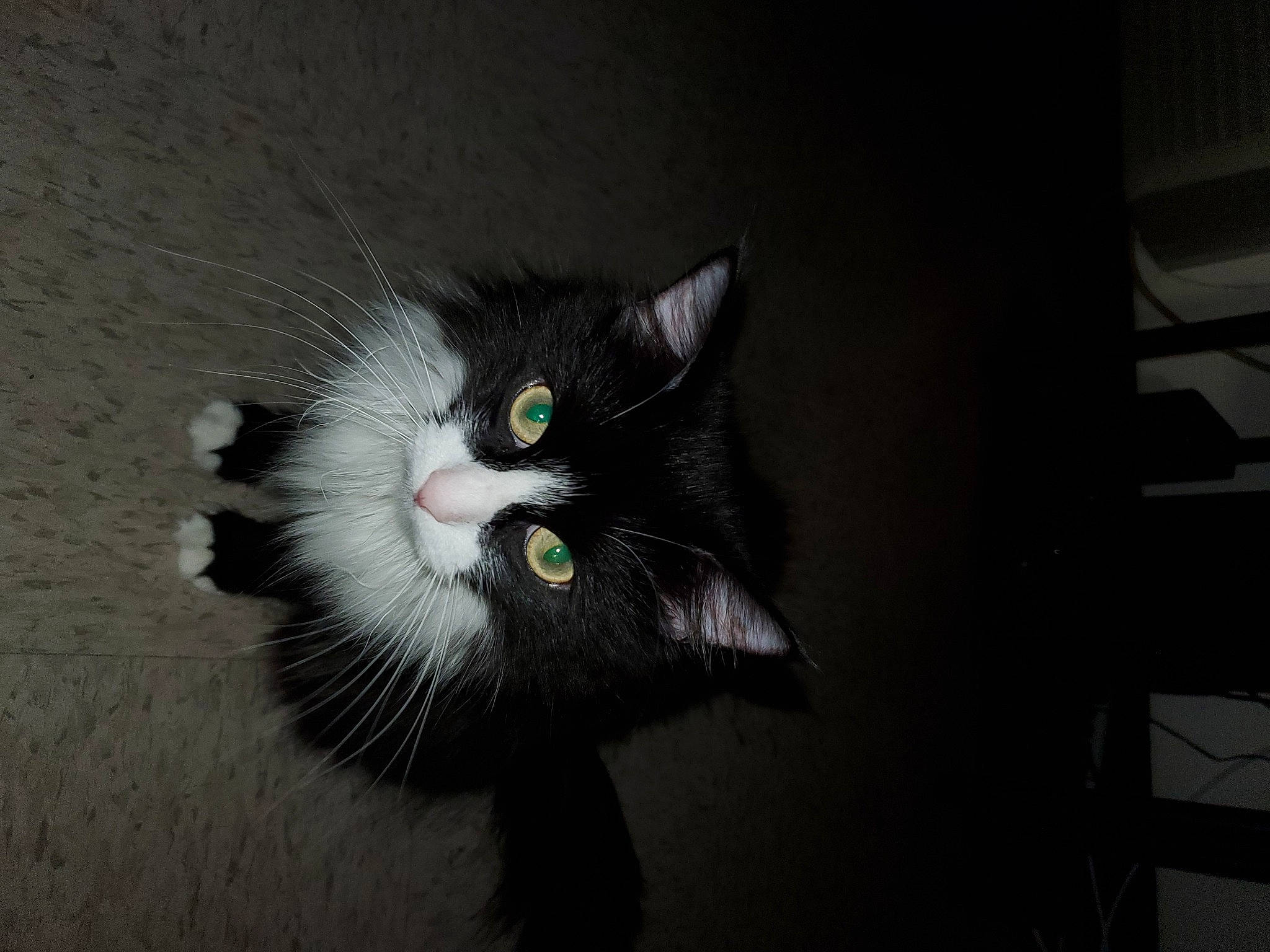 Sylvester is registered to the contest to win money with this photo: art, black_cat, carnivore, cat, claw, darkness, domestic_short_haired_cat, felidae, flooring, fur, grey, monochrome, monochrome_photography, paw, small_to_medium_sized_cats, snout, tail, whiskers, window