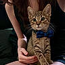black_top, blue_bow_tie, bow_tie, cat, couch, cozy, ears, fur, green_eyes, hand, indoor, kitten, lap, person_partial, pet, portrait, sitting, tabby, whiskers, young_animal