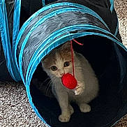 Buttercup joined the competition — help win amazing prizes! animal, black, blue, carpet, cat, curious, cute, domestic_cat, feline, indoor, kitten, pet, pet_toy, play_tunnel, playful, red_toy, small, toy, white_cat, young