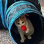 animal, black, blue, carpet, cat, curious, cute, domestic_cat, feline, indoor, kitten, pet, pet_toy, play_tunnel, playful, red_toy, small, toy, white_cat, young