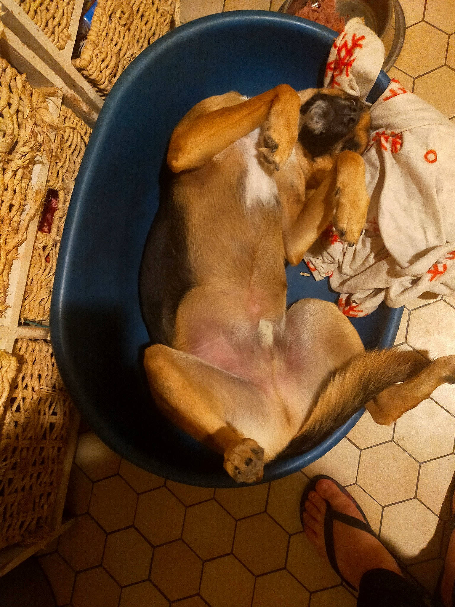 Tyson a rejoint le concours — aidez-le/la à gagner de superbes lots ! canidae, carnivore, companion_dog, dog, dog_breed, dog_supply, fawn, foot, liver, paw, sleep, snout, sporting_group, tile, working_animal, working_dog
