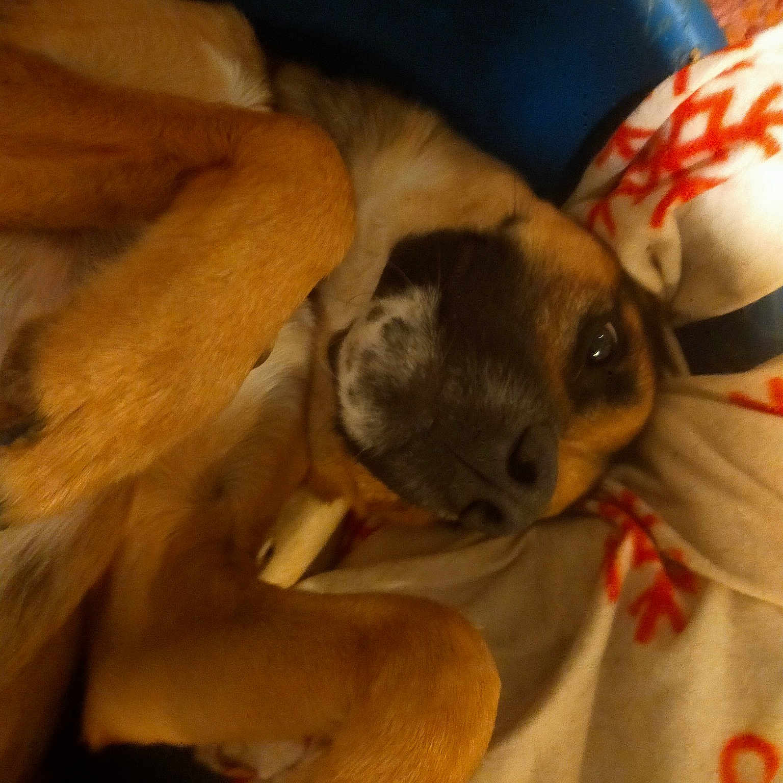 Tyson