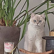 Boulette a rejoint le concours — aidez-le/la à gagner de superbes lots ! cat, plant, pot, shelf, indoor, decor, furniture, green, leaf, animal, pet, cute, fluffy, eyes, white, cream, still_life, houseplant, container, wood