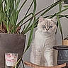 cat, plant, pot, shelf, indoor, decor, furniture, green, leaf, animal, pet, cute, fluffy, eyes, white, cream, still_life, houseplant, container, wood