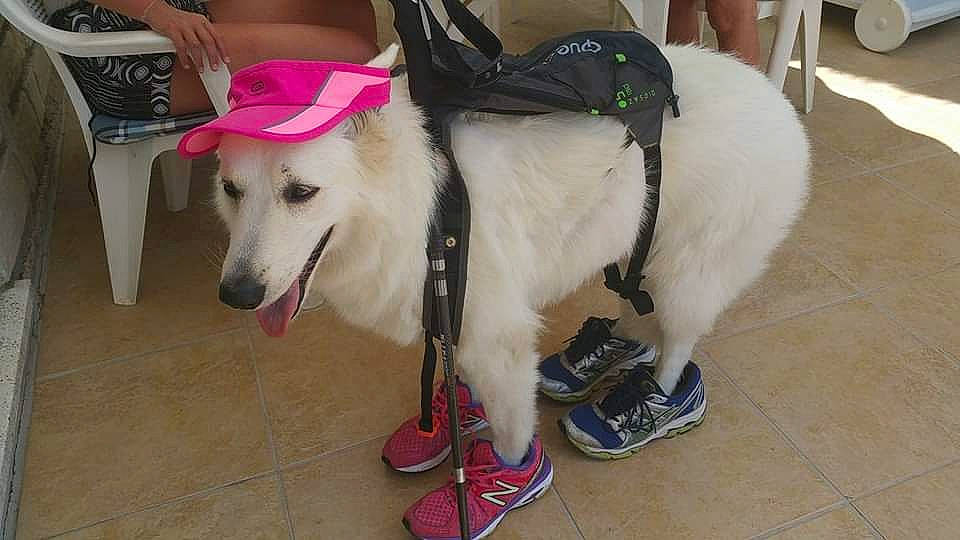 Fidji Dogy participe au concours pour gagner de l'argent avec cette photo : carnivore, collar, companion_dog, dog, dog_breed, dog_collar, dog_supply, fashion_accessory, fawn, flooring, fur, leash, mammal, pet_supply, shoe, snout, sporting_group, whiskers, white, working_animal