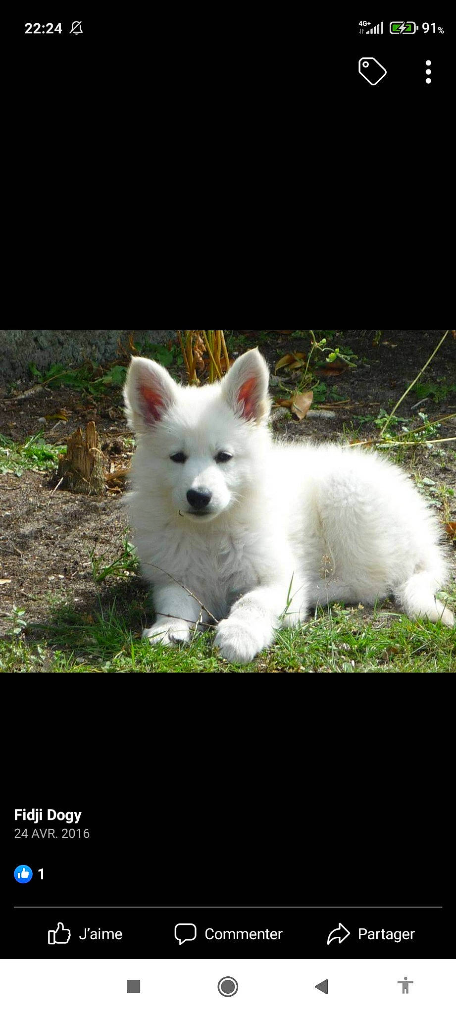 Fidji Dogy participe au concours pour gagner de l'argent avec cette photo : canidae, carnivore, companion_dog, dog, dog_breed, eye, fur, grass, grassland, head, non_sporting_group, plant, snout, tail, terrestrial_animal, whiskers, wildlife, working_animal