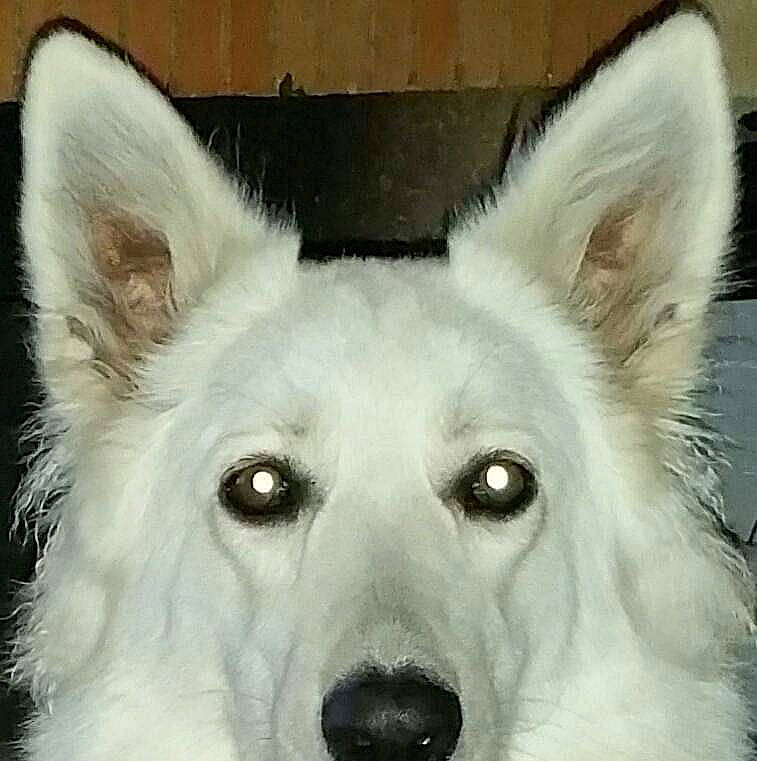 Fidji Dogy a rejoint le concours — aidez-le/la à gagner de superbes lots ! ancient_dog_breeds, canidae, carnivore, collar, companion_dog, dog, dog_breed, dog_supply, ear, eye, fawn, fur, herding_dog, jaw, snout, sporting_group, terrestrial_animal, whiskers, working_animal, working_dog