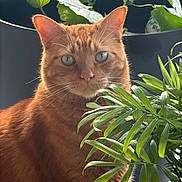 Simba joined the competition — help win amazing prizes! cat, ginger_cat, indoor, plant, greenery, houseplant, pet, feline, curious, fur, whiskers, eyes, serene, natural_light, cozy, closeup, portrait, leaf, domestic_animal, window