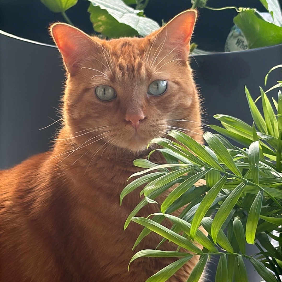 Simba joined the competition — help win amazing prizes! cat, ginger_cat, indoor, plant, greenery, houseplant, pet, feline, curious, fur, whiskers, eyes, serene, natural_light, cozy, closeup, portrait, leaf, domestic_animal, window