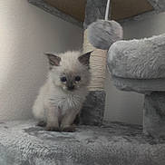 Coraline joined the competition — help win amazing prizes! kitten, cat, cat_tree, fluffy, indoor, pet, feline, curious, cute, small, gray, soft, cuddly, animal, young, fur, whiskers, ears, playful, cozy