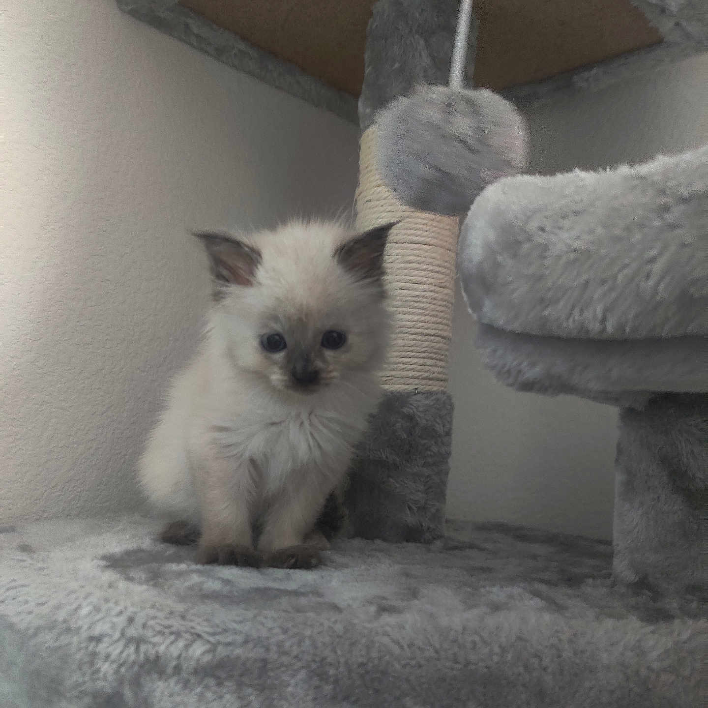 Coraline joined the competition — help win amazing prizes! kitten, cat, cat_tree, fluffy, indoor, pet, feline, curious, cute, small, gray, soft, cuddly, animal, young, fur, whiskers, ears, playful, cozy
