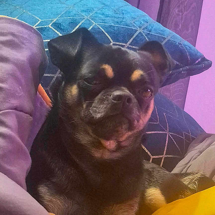 Urus participe au concours pour gagner de l'argent avec cette photo : animal, black_dog, blanket, blue, canine, comfort, cozy, cushion, cute, dog, fur, indoor, pet, pillow, purple, relaxed, resting, small_dog, soft_lighting, yellow