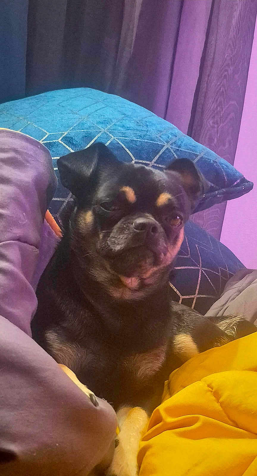 Urus participe au concours pour gagner de l'argent avec cette photo : dog, black_dog, small_dog, pillow, blanket, purple, blue, yellow, indoor, pet, cozy, resting, fur, animal, canine, cute, relaxed, comfort, soft_lighting, cushion