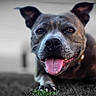 dog, pet, animal, grass, tongue_out, closeup, outdoor, happy, canine, lying_down, ears, snout, collar, playful, nature, portrait, blurred_background, color_pop, summer, friendly