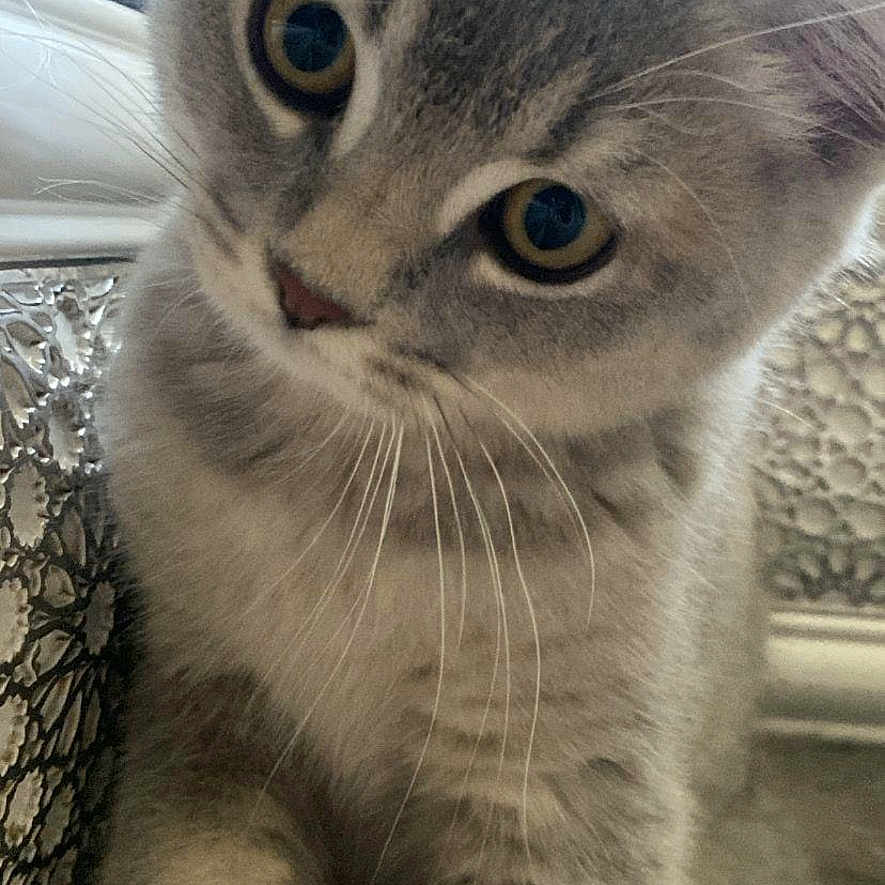 James a rejoint le concours — aidez-le/la à gagner de superbes lots ! abyssinian, angora, animal, cat, couch, furniture, gray, kitten, manx, pet, siamese