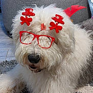 Bongo a rejoint le concours — aidez-le/la à gagner de superbes lots ! dog, baby, glasses, red_clothing, bean_bag, carpet, indoor, holiday_accessories, festive, white_dog, curious_baby, decorations, home, floor, fur, sitting, cute, pet, child, relaxed