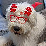dog, baby, glasses, red_clothing, bean_bag, carpet, indoor, holiday_accessories, festive, white_dog, curious_baby, decorations, home, floor, fur, sitting, cute, pet, child, relaxed