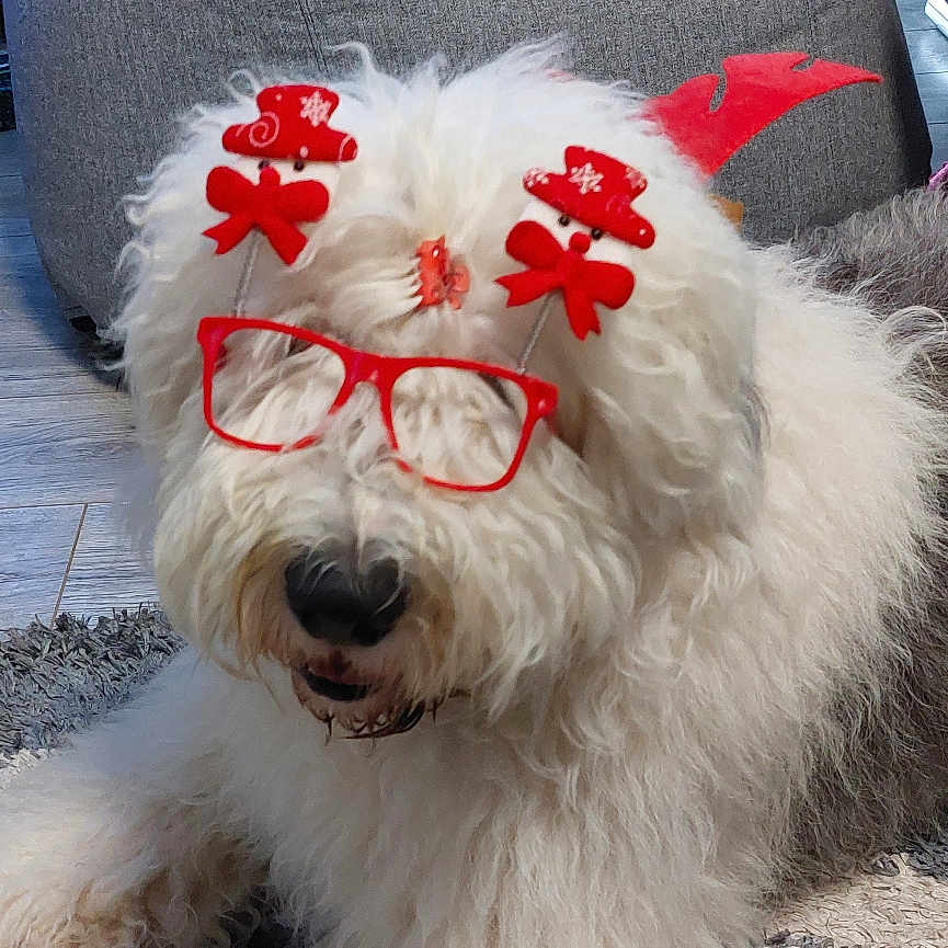 Bongo a rejoint le concours — aidez-le/la à gagner de superbes lots ! dog, baby, glasses, red_clothing, bean_bag, carpet, indoor, holiday_accessories, festive, white_dog, curious_baby, decorations, home, floor, fur, sitting, cute, pet, child, relaxed