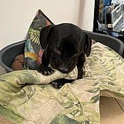 Oslo a rejoint le concours — aidez-le/la à gagner de superbes lots ! animal, black_dog, blanket, box, canine, comfort, cushion, dog, domestic, ears, fabric, face, fur, household_items, indoor, paw, pet_bed, quiet, resting, tile_floor