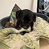 animal, black_dog, blanket, box, canine, comfort, cushion, dog, domestic, ears, fabric, face, fur, household_items, indoor, paw, pet_bed, quiet, resting, tile_floor