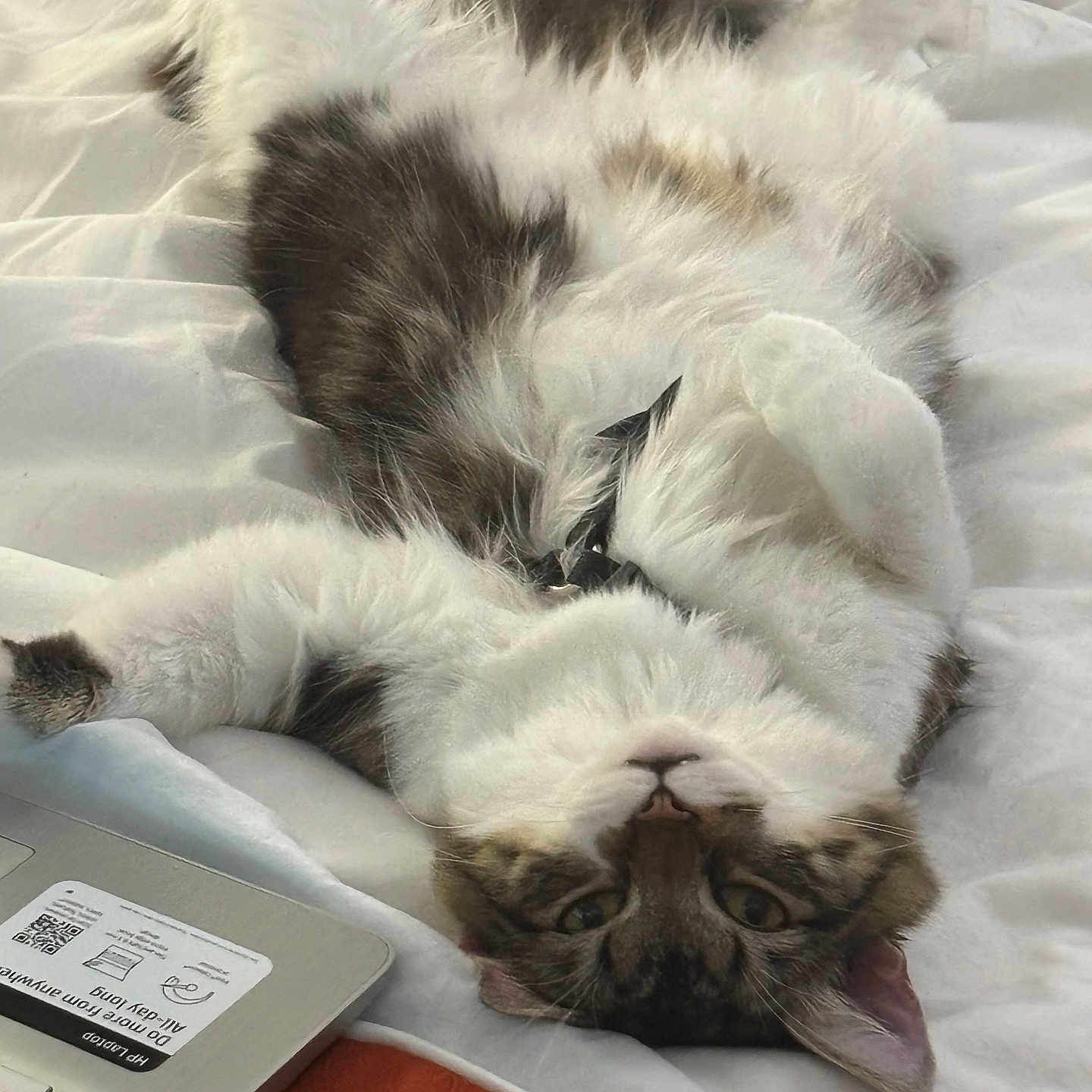 Weasa joined the competition — help win amazing prizes! animal, bed, bedroom, cat, computer, computerhardware, couch, electronics, furniture, hardware, indoors, kitten, laptop, pc, person, pet, qrcode, screen, sleeping, text