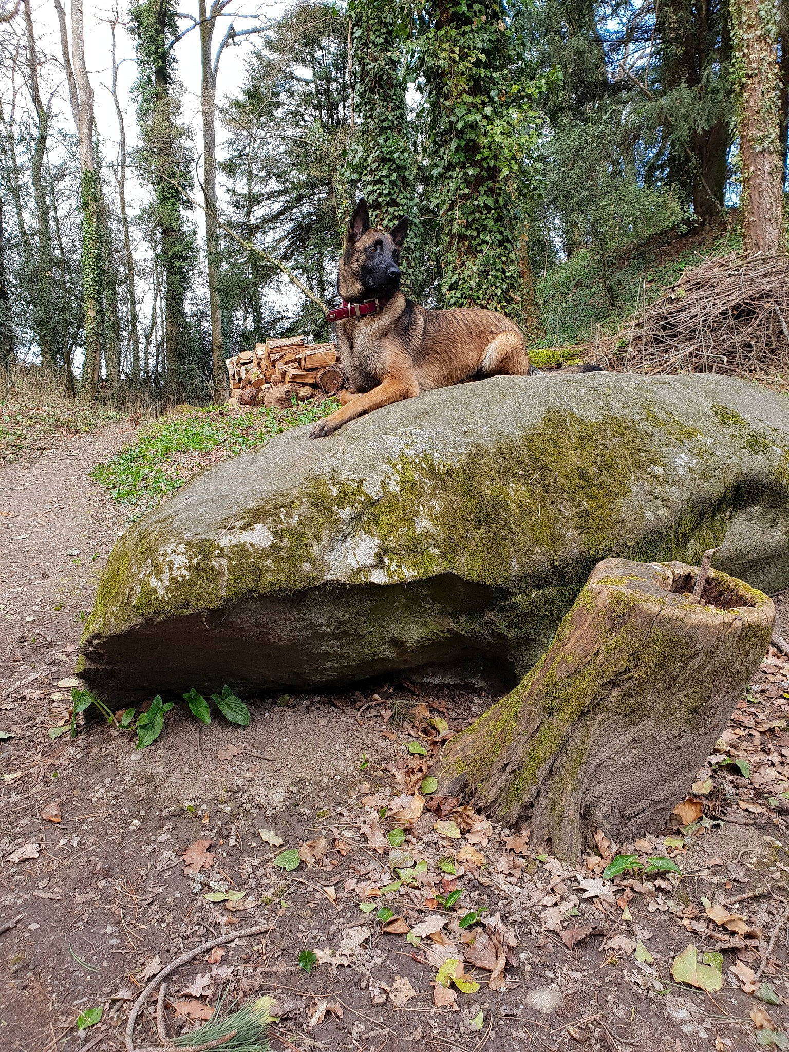 Maeka a rejoint le concours — aidez-le/la à gagner de superbes lots ! dog_like_mammal, forest, grass, plant, trail, tree, wildlife, woodland
