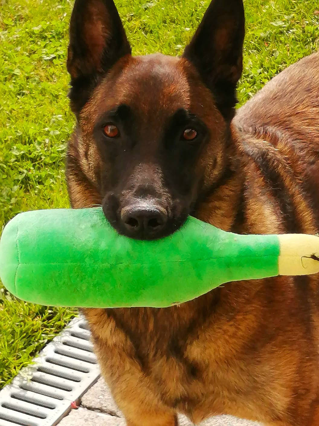 Maeka a rejoint le concours — aidez-le/la à gagner de superbes lots ! ancient_dog_breeds, canidae, carnivore, companion_dog, dog, dog_breed, dog_supply, fawn, flyball, grass, green, liver, non_sporting_group, plant, snout, sporting_group, terrestrial_animal, terrestrial_plant, working_animal, working_dog