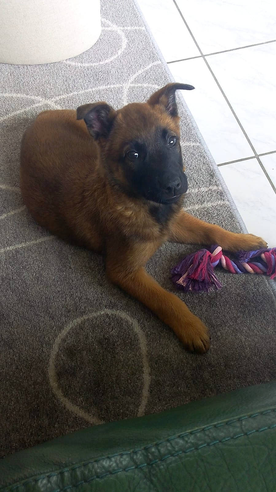 Maeka a rejoint le concours — aidez-le/la à gagner de superbes lots ! canidae, carnivore, claw, comfort, companion_dog, dog, dog_breed, fawn, flooring, foot, fur, guard_dog, paw, pet_supply, snout, sporting_group, terrestrial_animal, toy_dog, whiskers, working_animal