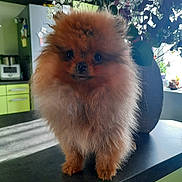Princesse participe au concours pour gagner de l'argent avec cette photo : dog, pomeranian, pet, fluffy, fur, cute, portrait, indoor, kitchen, counter, vase, flowers, plant, brown_fur, small_dog, standing, eyes, nose, table, domestic_animal