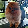 dog, pomeranian, pet, fluffy, fur, cute, portrait, indoor, kitchen, counter, vase, flowers, plant, brown_fur, small_dog, standing, eyes, nose, table, domestic_animal