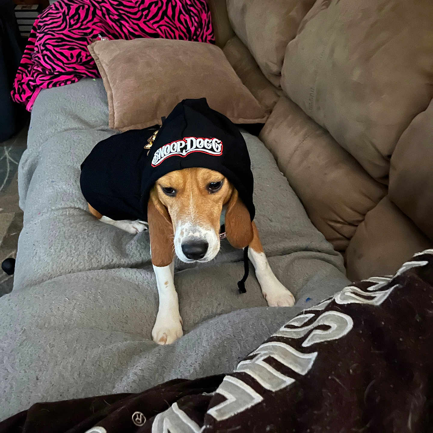 Eddie is registered to the contest to win money with this photo: animal, architecture, beagle, blanket, building, canine, cap, clothing, couch, cushion, dog, furniture, hat, homedecor, hound, indoors, person, pet, puppy, sleeping