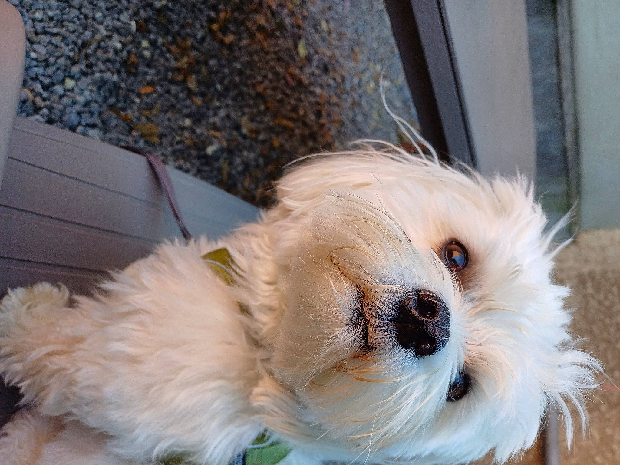 Sasha participe au concours pour gagner de l'argent avec cette photo : canidae, carnivore, cockapoo, companion_dog, dog, dog_breed, fawn, fur, labradoodle, poodle_crossbreed, puppy_love, shih_poo, small_terrier, snout, sporting_group, terrier, toy, toy_dog, whiskers, working_animal