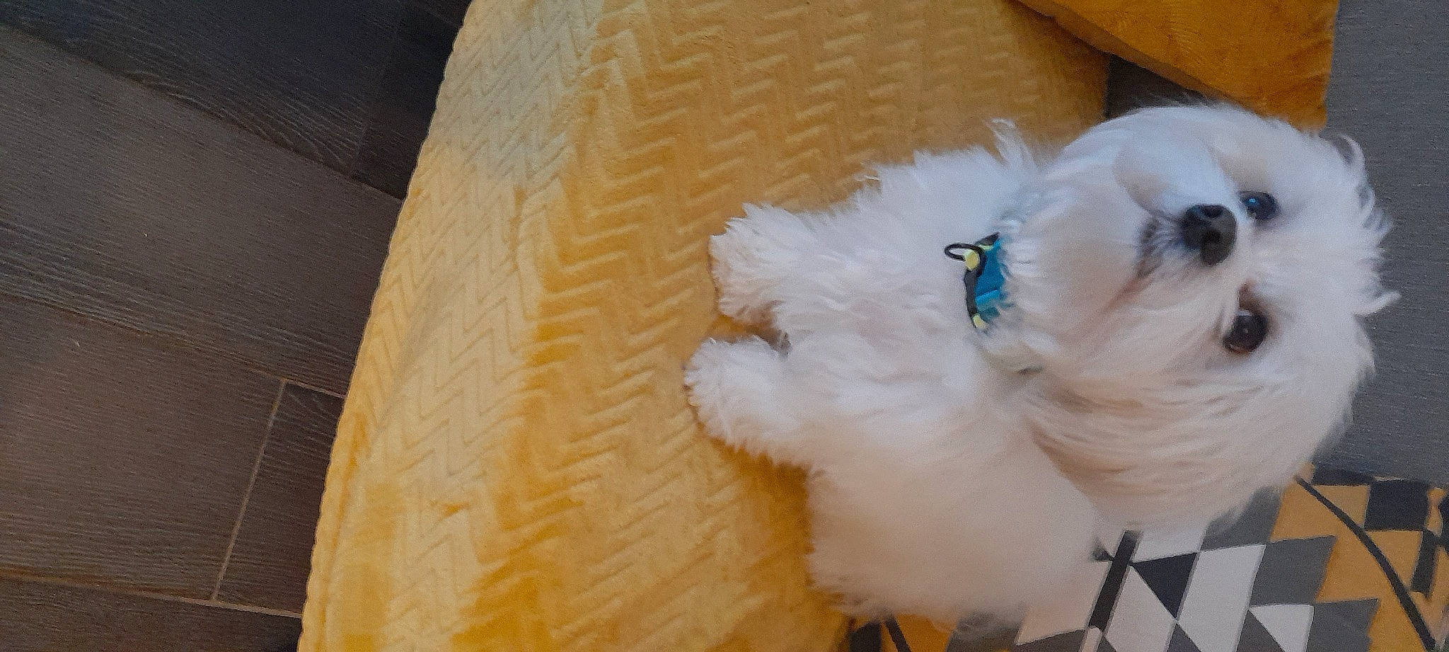 Sahsa participe au concours pour gagner de l'argent avec cette photo : canidae, carnivore, collar, companion_dog, dog, dog_breed, dog_collar, fawn, felidae, fur, hardwood, paw, small_to_medium_sized_cats, snout, sporting_group, tail, toy_dog, whiskers, wood, working_animal