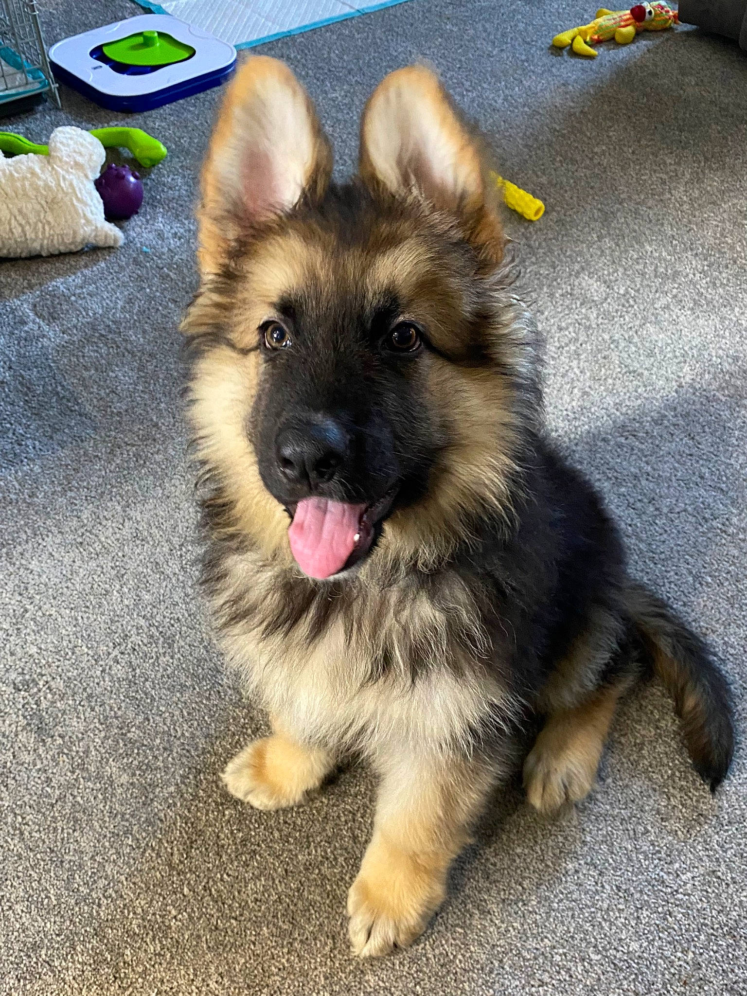 Barney is registered to the contest to win money with this photo: canidae, carnivore, companion_dog, dog, dog_breed, east_european_shepherd, fawn, fur, german_shepherd_dog, herding_dog, jaw, king_shepherd, old_german_shepherd_dog, paw, snout, sporting_group, tail, terrestrial_animal, working_animal, working_dog