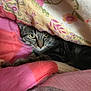 Sherkan a rejoint le concours — aidez-le/la à gagner de superbes lots ! cat, tabby, quilt, blanket, cozy, indoor, pet, fur, animal, resting, curious, hiding, patterned, textile, soft, yellow_eyes, whiskers, close_up, comfort, sleepy