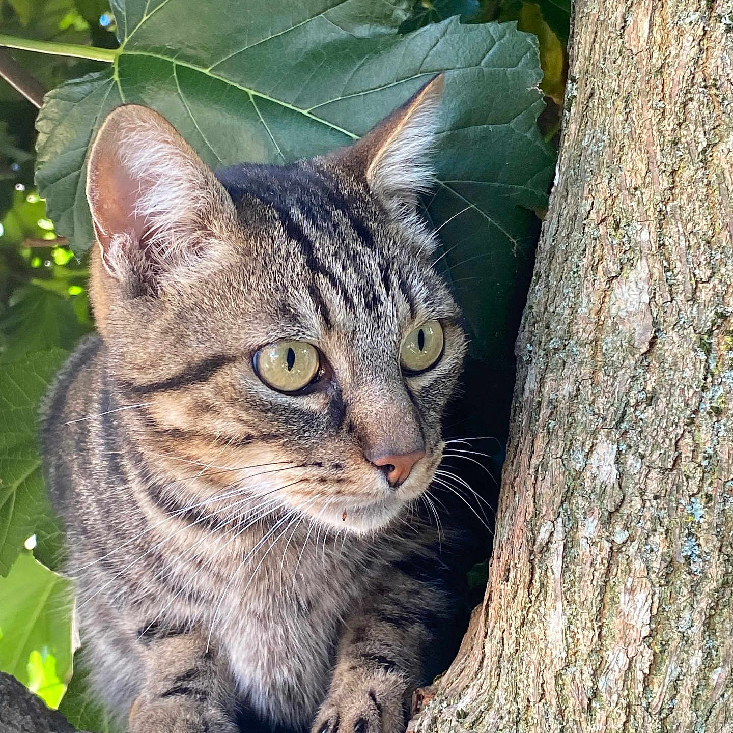 Sherkan a rejoint le concours — aidez-le/la à gagner de superbes lots ! alert, animal, branch, cat, claws, closeup, daylight, eyes, fur, green, leaves, mammal, nature, outdoor, pet, portrait, tabby_cat, tree, whiskers, wildlife