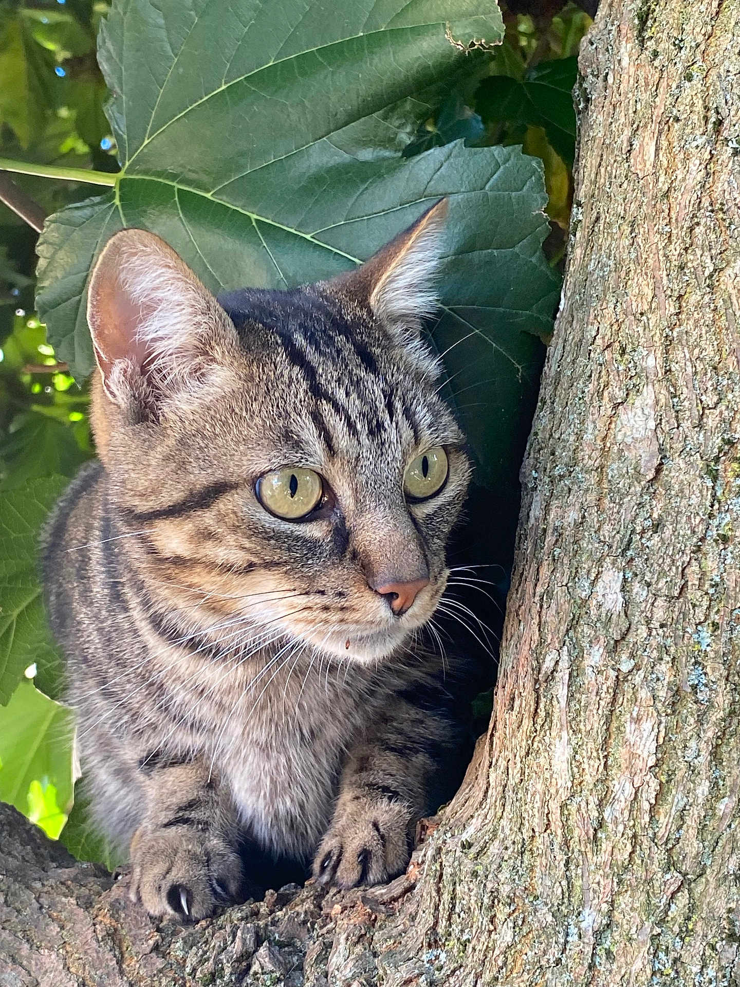 Sherkan a rejoint le concours — aidez-le/la à gagner de superbes lots ! cat, tabby_cat, tree, branch, leaves, outdoor, animal, pet, nature, whiskers, fur, claws, alert, closeup, wildlife, mammal, green, eyes, portrait, daylight