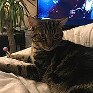 Sherkan participe au concours pour gagner de l'argent avec cette photo : cat, tabby, indoor, blanket, plant, television, music, furniture, relaxing, pet, domestic_animal, striped, whiskers, face, ears, bedroom, couch, living_room, home, cozy