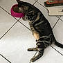 Sherkan participe au concours pour gagner de l'argent avec cette photo : cat, tabby, pet, animal, floor, tile, food_bowl, eating, indoor, cleaning_tools, broom, mop, household, brown, black, striped, fur, relaxed, domestic, feeding