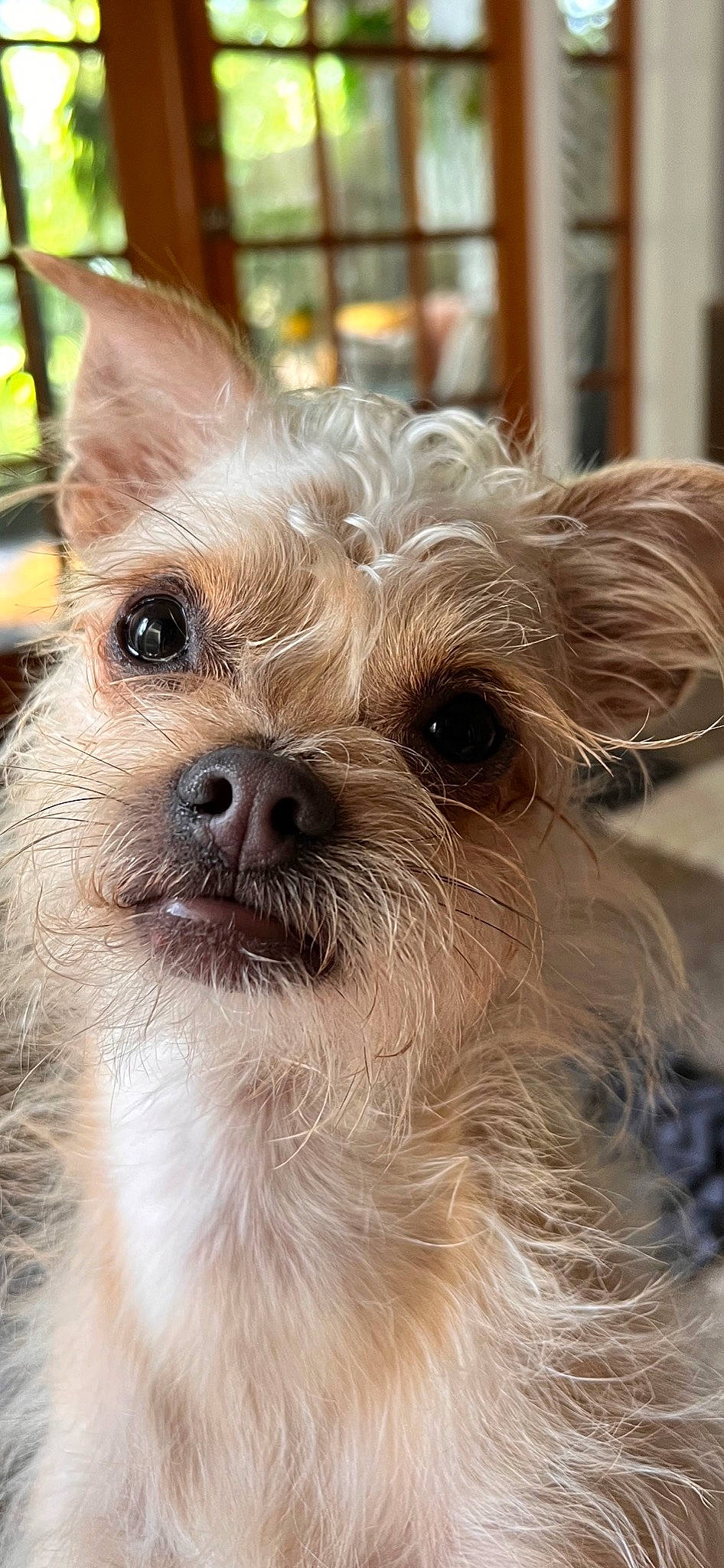 Hawk is registered to the contest to win money with this photo: canidae, carnivore, close_up, companion_dog, dog, dog_breed, ear, eye, fawn, fur, liver, small_terrier, snout, sporting_group, terrestrial_animal, terrier, toy_dog, whiskers, working_animal, yorkshire_terrier